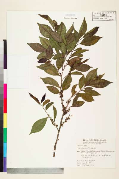中文種名:銳葉柃木學名:Eurya acuminata DC.