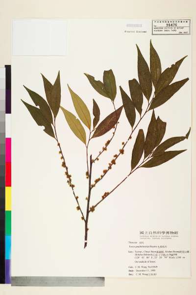 中文種名:毛果柃木學名:Eurya gnaphalocarpa Hayata