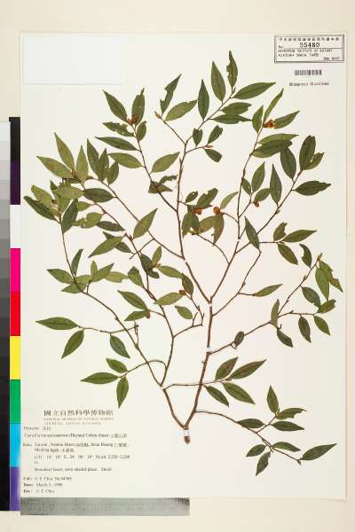 中文種名:阿里山茶學名:Camellia transarisanensis (Hayata) Coh-Stuart