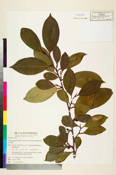 中文種名:森氏紅淡比學名:Cleyera japonica Thunb. var. morii (Yamamoto) Masam.