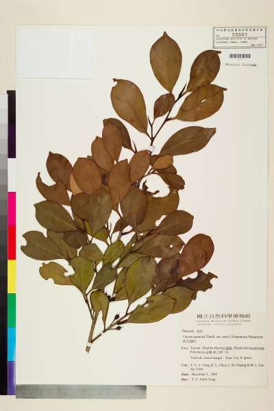 中文種名:森氏紅淡比學名:Cleyera japonica Thunb. var. morii (Yamamoto) Masam.