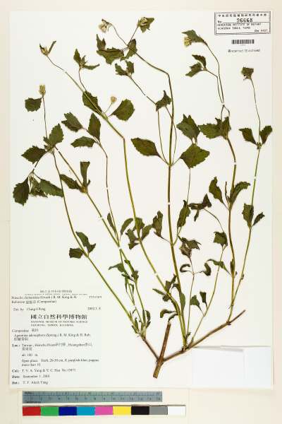 中文種名:Praxelis clematidea (Griseb.) R. King & H. Robinson