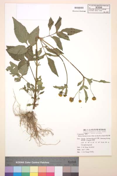中文種名:鬼針舅