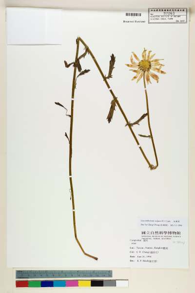 中文種名:法國菊