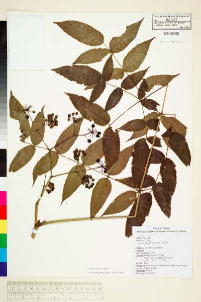 中文種名:Aralia spinifolia Merr.