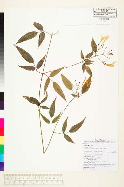 中文種名:川素馨(尾葉山素英)學名:Jasminum urophyllum Hemsl.