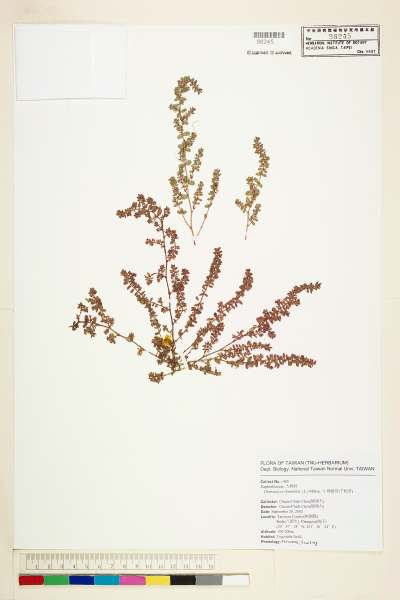 中文種名:千根草學名:Chamaesyce thymifolia (L.) Millsp.