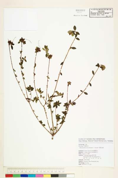中文種名:細葉杜鵑(南湖大山杜鵑、志佳陽杜鵑)學名:Rhododendron noriakianum T. Suzuki