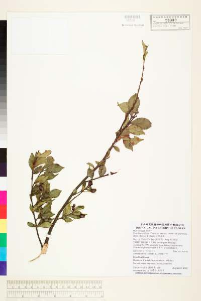 中文種名:小葉石楠學名:Pourthiaea villosa (Thunb. ex Murray) Decne. var. parvifolia (Pritz.) Iketani & Ohashi