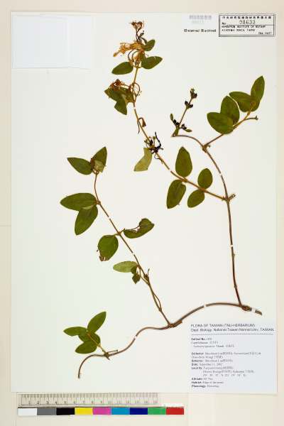 中文種名:忍冬(金銀花)學名:Lonicera japonica Thunb.