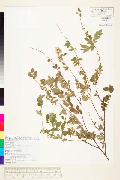 中文種名:笑靨花學名:Spiraea prunifolia Sieb. & Zucc. var. pseudoprunifolia (Hayata) Li