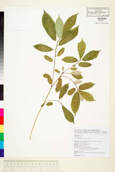 中文種名:天仙果學名:Ficus formosana Maxim.