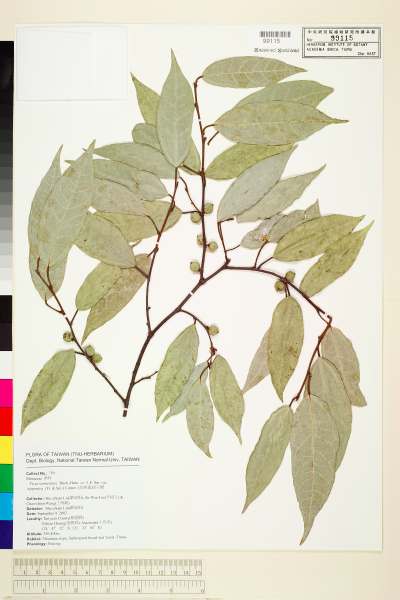 中文種名:珍珠蓮學名:Ficus sarmentosa B. Ham. ex J. E. Sm. var. nipponica (Fr. & Sav.) Corner