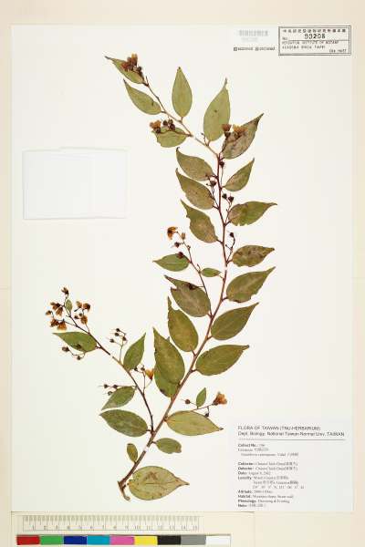 中文種名:白珠樹(冬青油樹)學名:Gaultheria cumingiana Vidal