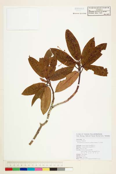 中文種名:玉山杜鵑學名:Rhododendron pseudochrysanthum Hayata