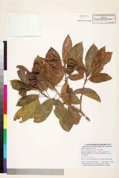 中文種名:台灣梭羅樹學名:Reevesia formosana Sprague