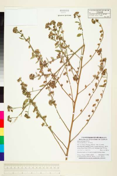中文種名:金午時花學名:Sida rhombifolia L.