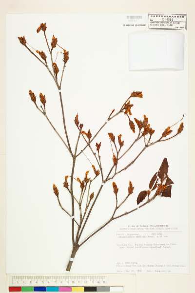 中文種名:守城滿山紅(馬禮士杜鵑)學名:Rhododendron mariesii Hemsl. & Wilson