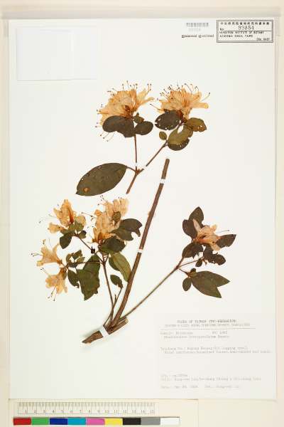 中文種名:南澳杜鵑(埔里杜鵑)學名:Rhododendron breviperulatum Hayata