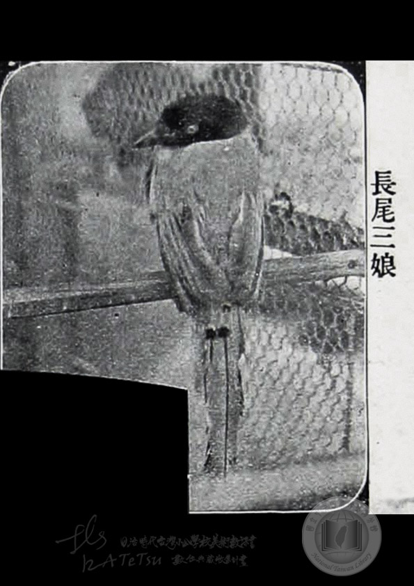 長尾三娘﹙臺灣藍鵲﹚