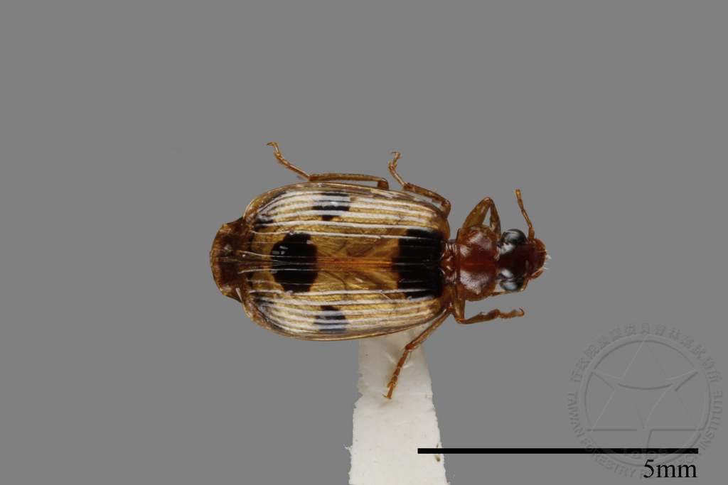 中文種名:未鑑定步行蟲學名:Carabidae sp.