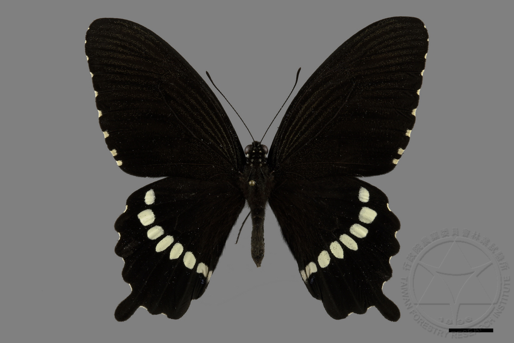 中文種名:玉帶鳳蝶學名:Papilio polytes polytes