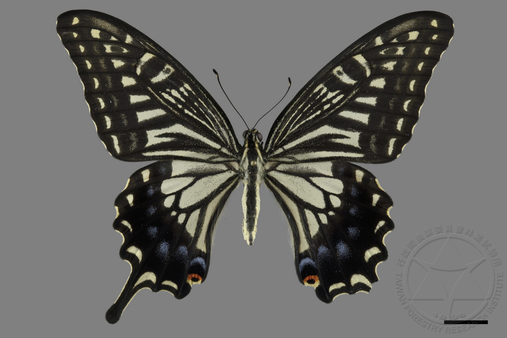 中文種名:柑橘鳳蝶學名:Papilio xuthus