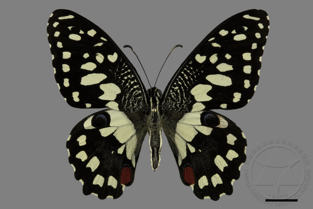 中文種名:無尾鳳蝶學名:Papilio demoleus