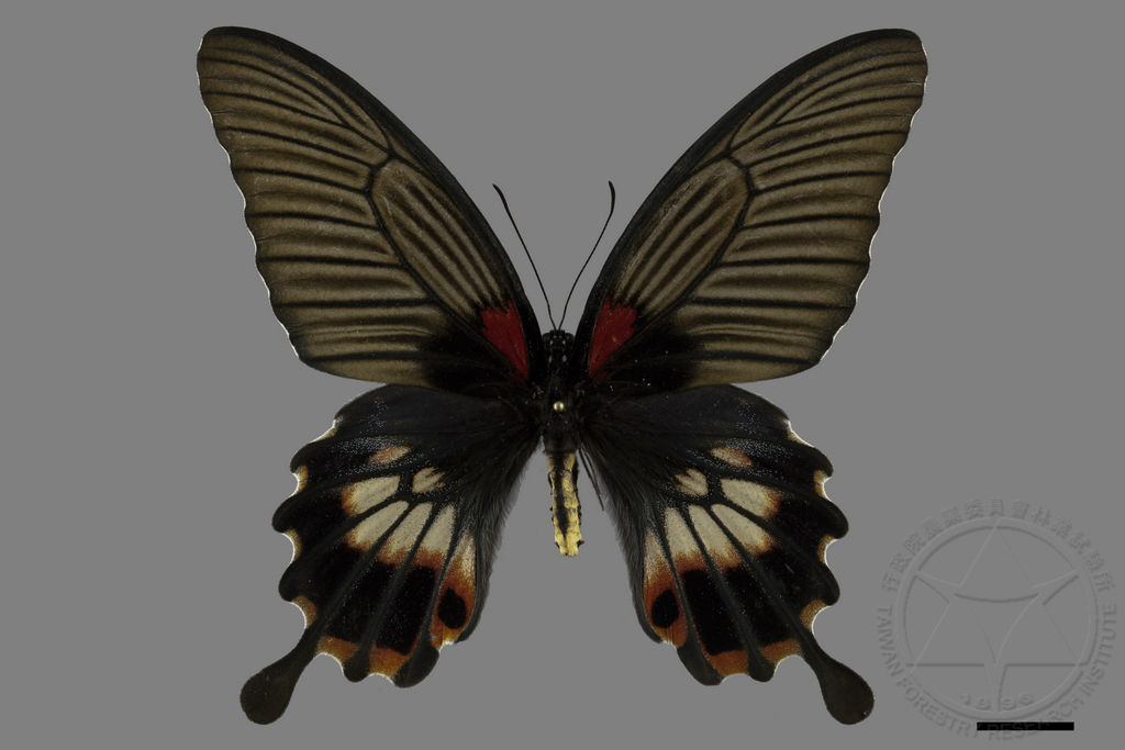 中文種名:大鳳蝶學名:Papilio memnon heronus