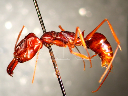 中文種名:高山鋸蟻學名:Odontomachus monticola Emery, 1892