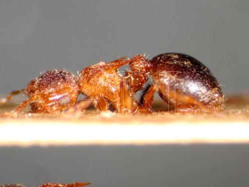 中文種名:雙色家蟻學名:Meranoplus bicolor (Guérin-Méneville, 1844)