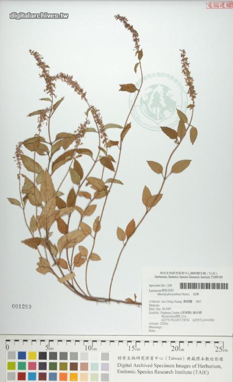 中文種名:仙草學名:Mesona procumbens Hemsl.