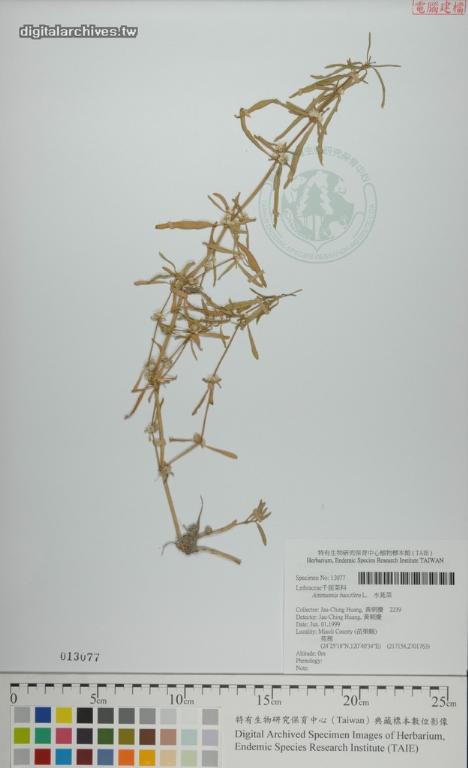 中文種名:水莧菜學名:Ammannia baccifera L.