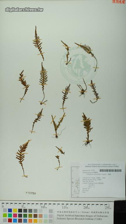 中文種名:蒿蕨學名:Ctenopteris curtisii (Bak.) Tagawa