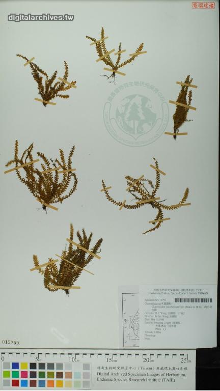 中文種名:疏毛荷包蕨學名:Calymmodon gracillimus (Copel.) Nakai ex H. Ito