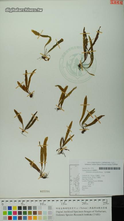 中文種名:毛禾葉蕨學名:Grammitis reinwardtia Blume