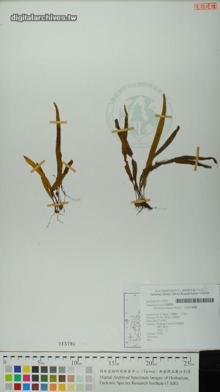 中文種名:大武禾葉蕨學名:Grammitis congener Blume