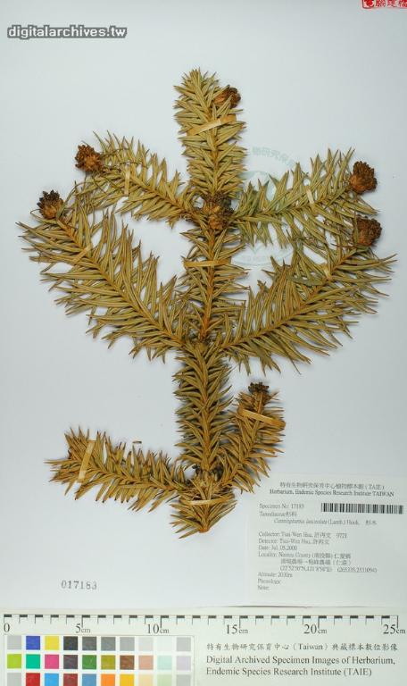 中文種名:杉木學名:Cunninghamia lanceolata (Lamb.) Hook.