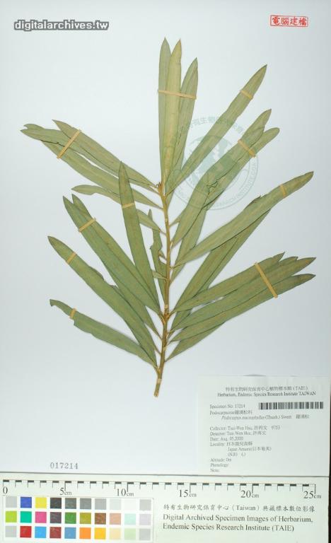 中文種名:羅漢松學名:Podocarpus macrophyllus (Thunb.) Sweet