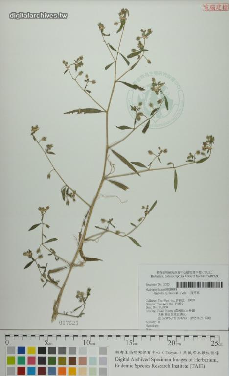 中文種名:探芹草學名:Hydrolea zeylanica (L.) Vahl.