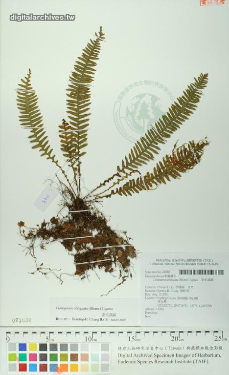 中文種名:密毛蒿蕨學名:Ctenopteris obliquata (Blume) Tagawa