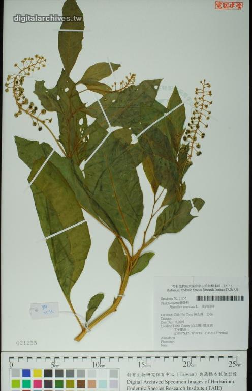 中文種名:美洲商陸學名:Phytollaca americana L.