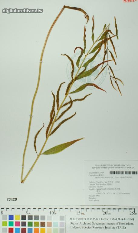 中文種名:粗齒革葉紫萁學名:Osmunda banksiaefolia (Pr.) Kuhn