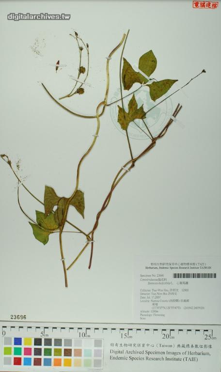 中文種名:心葉蔦蘿學名:Ipomoea hederifolia L.