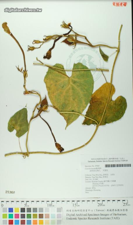 中文種名:天茄兒學名:Ipomoea alba L.