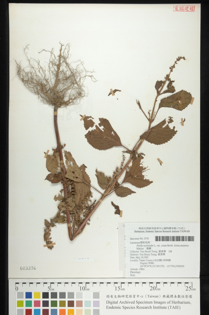 中文種名:紫蘇學名:Perilla ocymoides L. var. crispa Benth. forma purpurea Makino