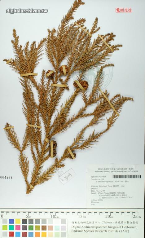 中文種名:柳杉學名:Cryptomeria japonica (L. f.) D. Don