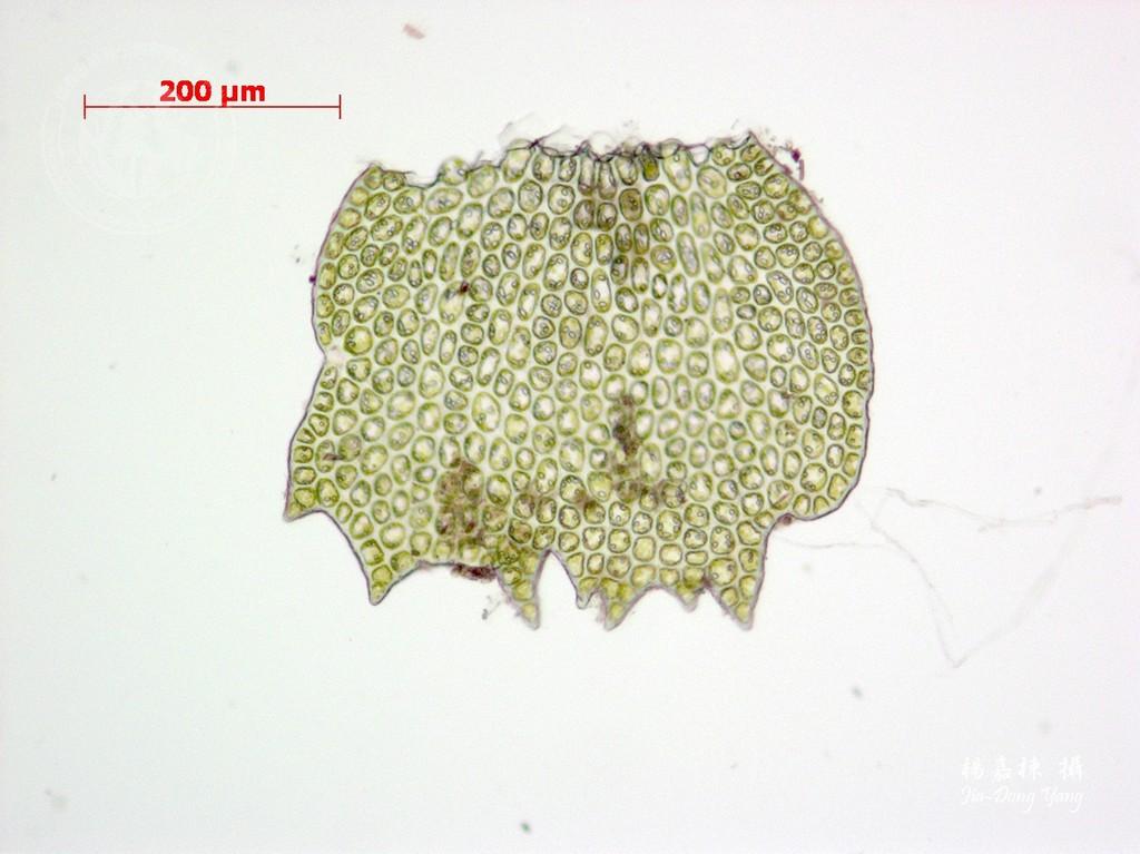 中文種名:三齒鞭蘚學名:Bazzania tricrenata (Wahlenb.) Trev.