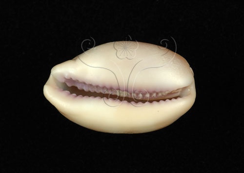 中文名:紫口寶螺(004324-00030)學名:Cypraea carneola Linnaeus, 1758(004324-00030)
