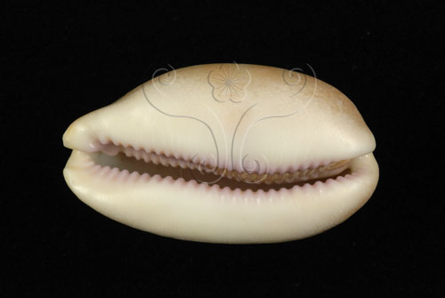 中文名:紫口寶螺(004324-00191)學名:Cypraea carneola Linnaeus, 1758(004324-00191)